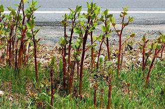 Japanese Knotweed Eradication